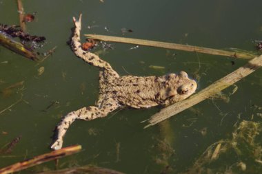 İlkbaharda kurbağa kışı geçirdiği yerden ayrılır ve sığ sularda toplanır.