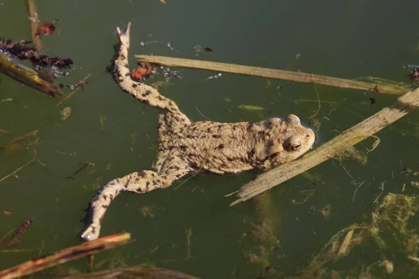 İlkbaharda kurbağa kışı geçirdiği yerden ayrılır ve sığ sularda toplanır.