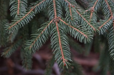 Ormanda yeşil kozalaklı ağaçlar.