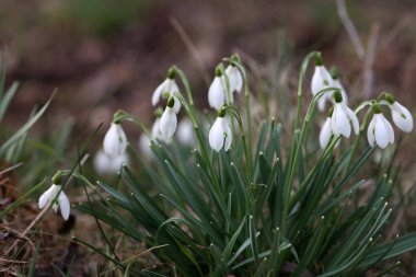 Güzel kar tanesi ilkbaharda erir..