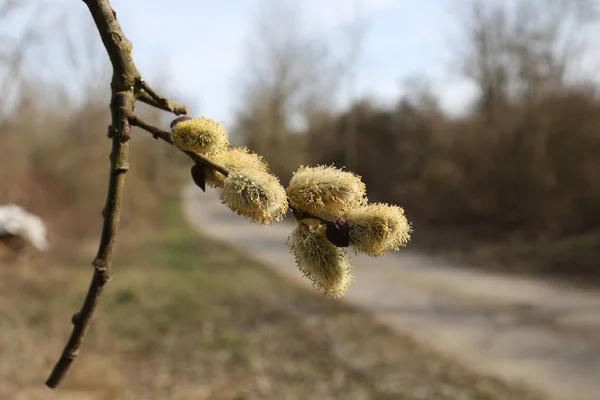 Blooming Pussy Willow Branches Sky — 图库照片