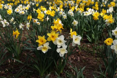 Narcissus. Bahçede açan güzel bahar çiçekleri.