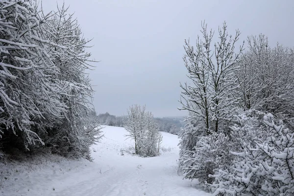 Fields Meadows Frosty Winter Morning — Stock Photo, Image