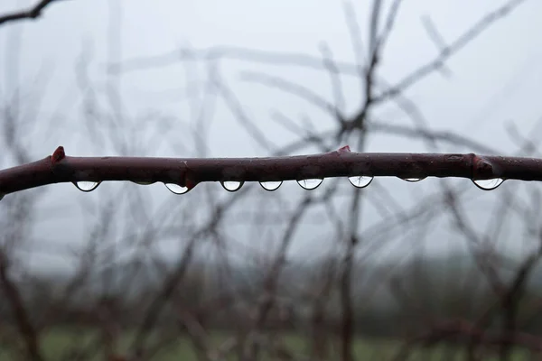 Gouttes Humidité Sur Une Branche Cynorrhodon Après Pluie — Photo