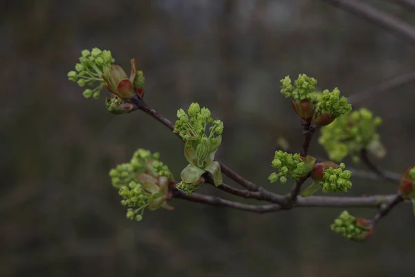 Brotes Verdes Ramas Árboles Primavera — Foto de Stock