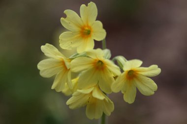 Primat Cowslip çiçeklerinden Makro ya da baharda bahçe çimlerinde Primula veris.