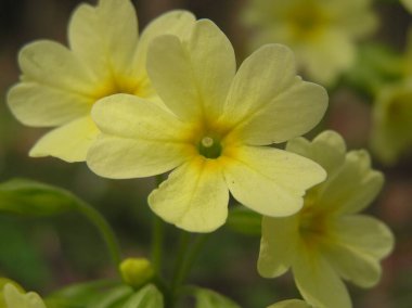Primat Cowslip çiçeklerinden Makro ya da baharda bahçe çimlerinde Primula veris.