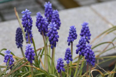 Muscari, üzümlü sümbül mavi çiçekler güneşli bahar gününde.