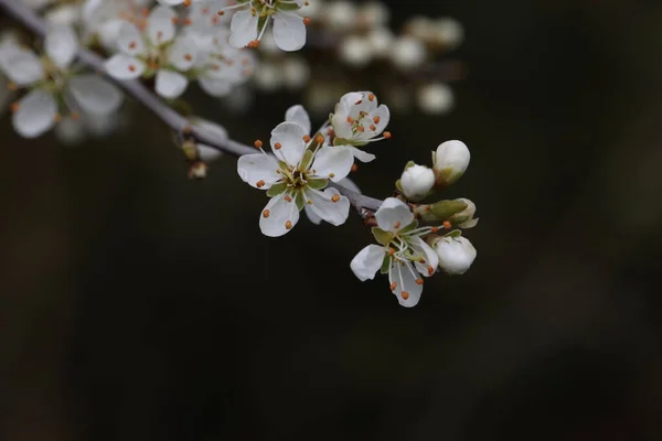 Blooming Blackthorn Branches Forest Spring — Stock Photo, Image