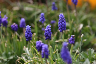 Muscari, üzümlü sümbül mavi çiçekler güneşli bahar gününde.
