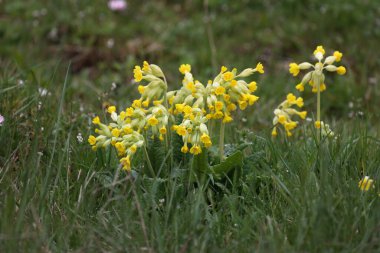 Primat Cowslip çiçeklerinden Makro ya da baharda bahçe çimlerinde Primula veris.