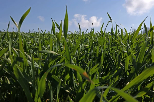 Groene Spruiten Van Wintertarwe Het Veld Het Voorjaar — Stockfoto