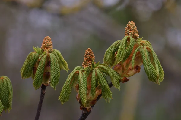 Primer Plano Los Capullos Florales Castaño Aesculus Hippocastanum —  Fotos de Stock