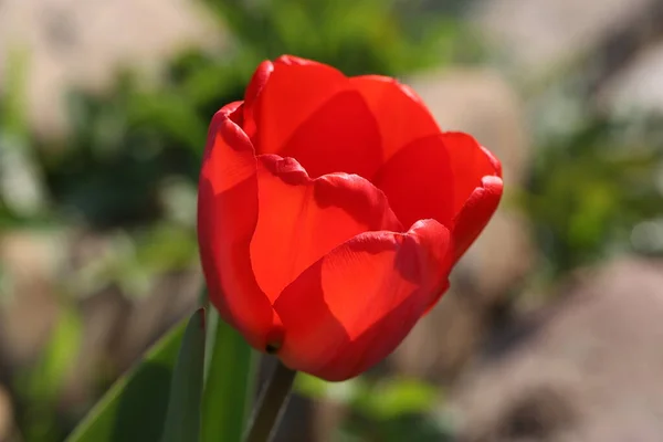 Hermosos Tulipanes Rojos Primavera Macizo Flores — Foto de Stock