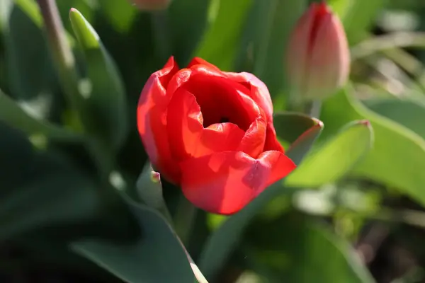 Belles Tulipes Rouges Printemps Dans Lit Fleurs — Photo