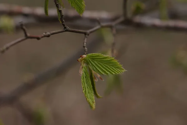 Primeiras Folhas Verdes Árvores Primavera — Fotografia de Stock