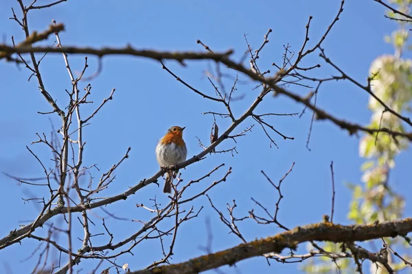 知更鸟坐在树上 唱着歌迎接春天的到来 — 图库照片