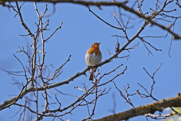 Robin Senta Uma Árvore Cumprimenta Primavera Com Uma Canção — Fotografia de Stock
