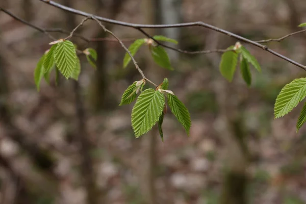 Las Primeras Hojas Verdes Los Árboles Primavera —  Fotos de Stock