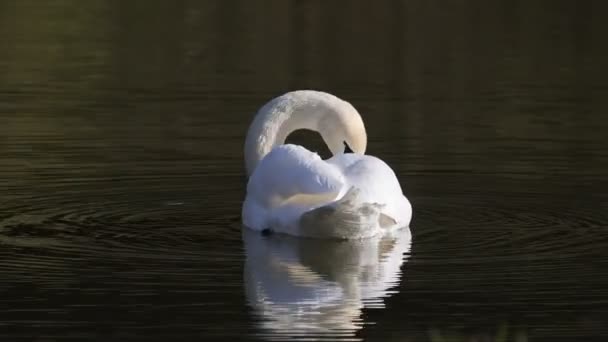 Cisne Branco Solitário Flutuando Rio — Vídeo de Stock