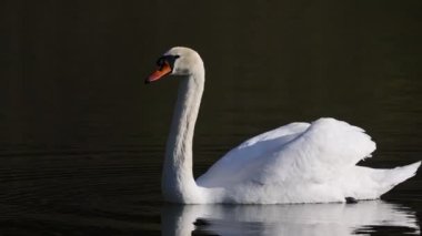 Yalnız beyaz kuğu nehirde yüzüyor.