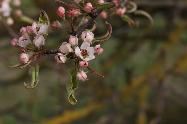 Flores Das Árvores Frutíferas Dia Primavera — Fotografia de Stock