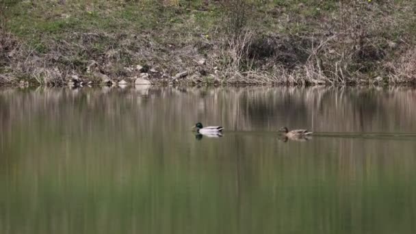 Πάπιες Κολυμπούν Στη Λίμνη Πρωί — Αρχείο Βίντεο