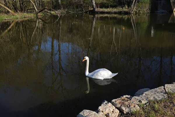 Одинокий Белый Лебедь Плавающий Реке — стоковое фото