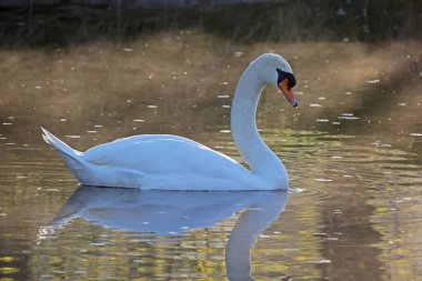 Yalnız beyaz kuğu nehirde yüzüyor.