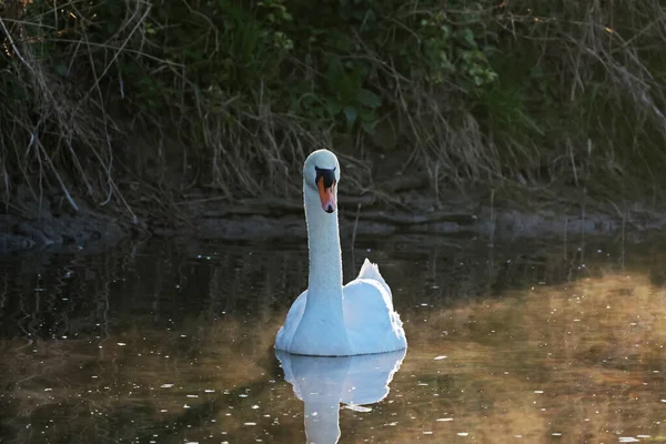 Osamělá Bílá Labuť Plovoucí Řece — Stock fotografie