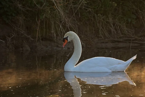 Cisne Blanco Solitario Flotando Río — Foto de Stock