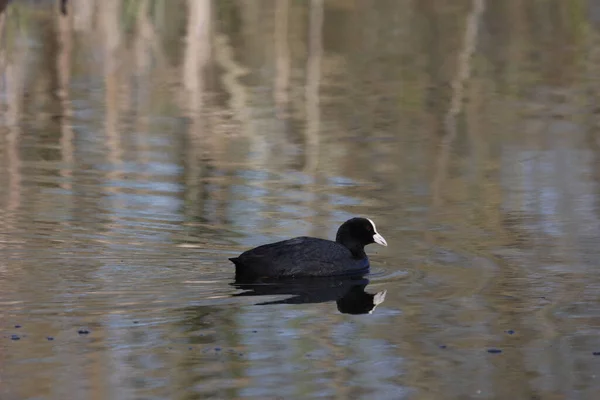 Eurasian Coot Swimming Blue Steady Water Reflection Surface — Stock Photo, Image