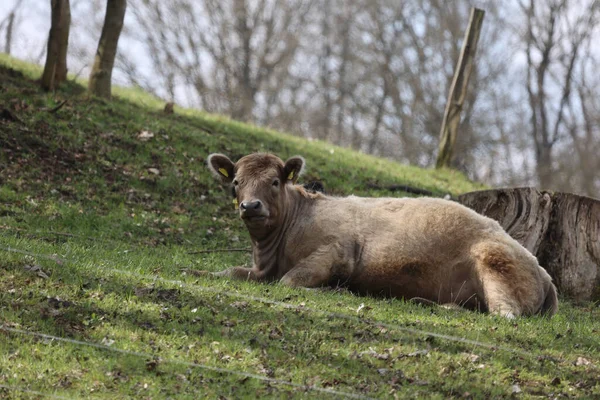 Mucca Giace Una Collina Con Erba Ricoperta — Foto Stock