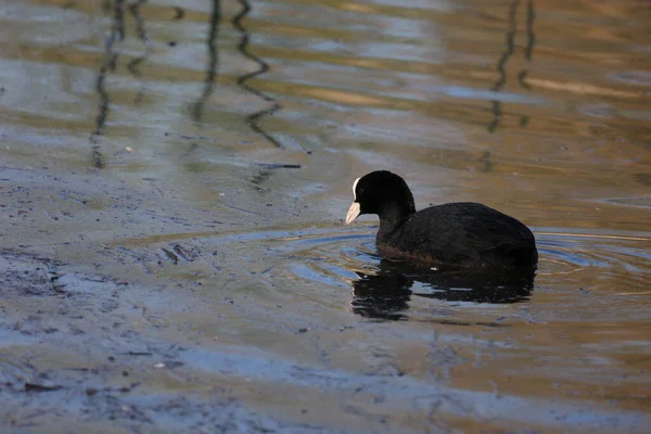 Coot Eurasiano Nadando Água Azul Constante Com Reflexão Superfície — Fotografia de Stock