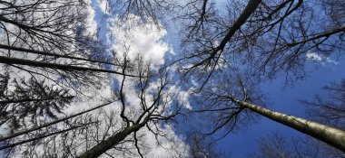 Mavi gökyüzüne karşı uzun ağaçların tepeleri.