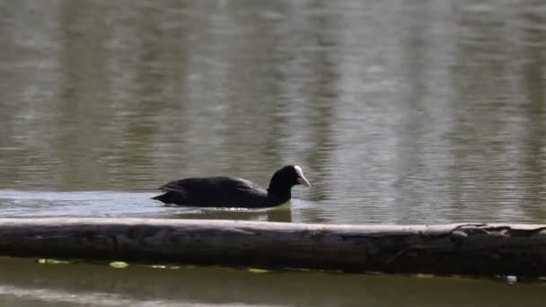 Eurasian Coot Swims Lake Reflection — Stock Video