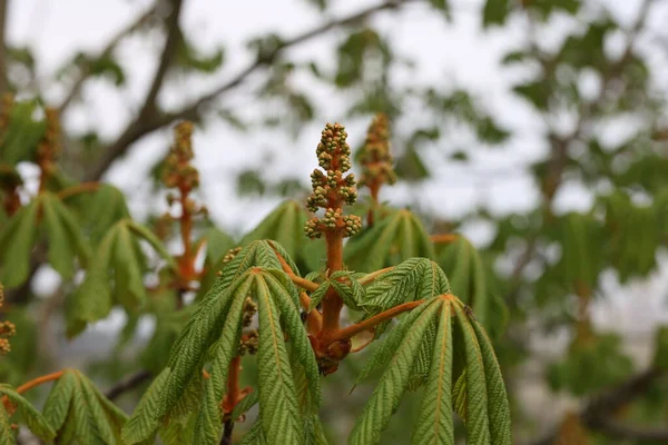 Close Flower Buds Chestnut Tree Aesculus Hippocastanum — Stock Photo, Image