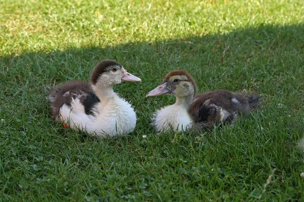 Young ducks on the green grass on a farm — Stock Photo, Image