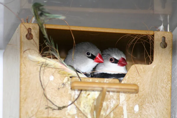 Uccelli canterini sedersi nella scatola di nidificazione e guardare fuori — Foto Stock
