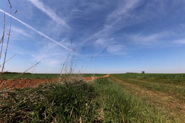 Baharda ekili tarlalar ve mavi gökyüzü
