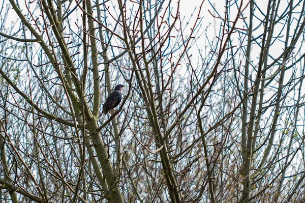 Um estorninho se senta em um galho nos arbustos e canta uma canção — Fotografia de Stock