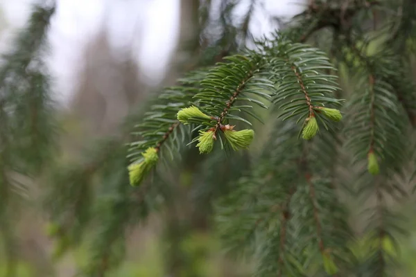 Young shoots on a fir branch in the forest — Stock Photo, Image