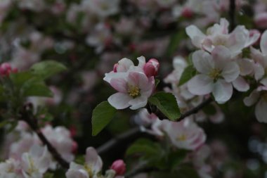 Bir bahar günü meyve ağaçlarının çiçekleri.