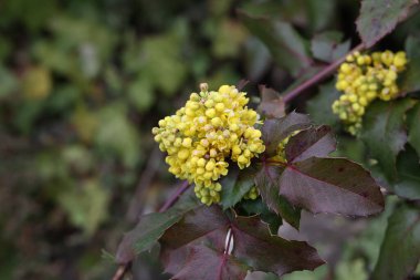 Baharda bir çalılıkta sarı çiçekler.