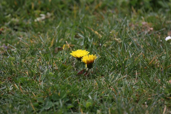 Gele Paardebloem Bloemen Een Groen Grasveld — Stockfoto