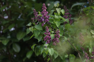 Yapraklı leylak çiçekleri dalı.