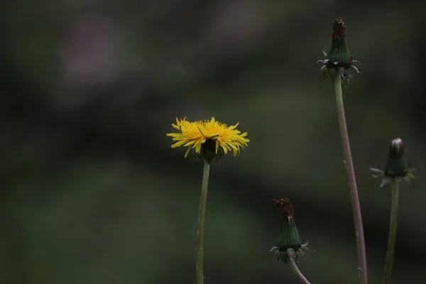 緑の芝生の上に黄色いタンポポの花 — ストック写真