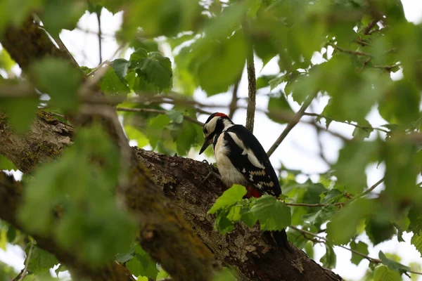 大斑斑啄木鸟栖息在树枝上 — 图库照片