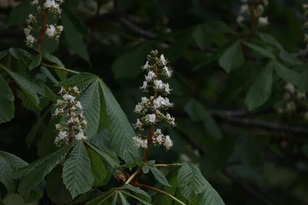 栗の木の花芽の終わり イソキュラスカバスタヌム — ストック写真