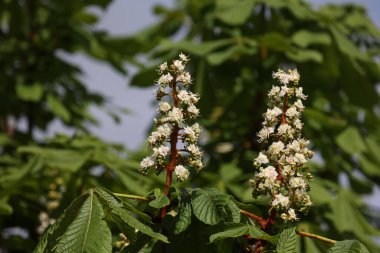 Bir kestane ağacının çiçek tomurcuklarını kapat, Aesculus hipocastanum